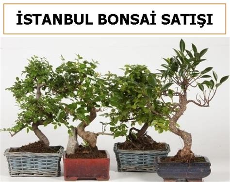 istanbul bonsai satış